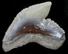 Large Fossil Tiger Shark Tooth - Florida #34809-1
